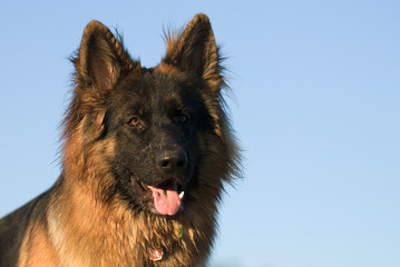 Deutscher Schäferhund 90