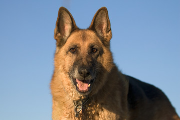 Deutscher Schäferhund 89
