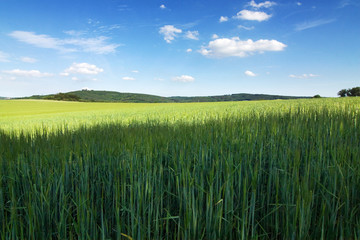 Amazing spring/summer countryside - green meadow, blue sky