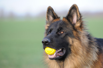 Deutscher Schäferhund 74