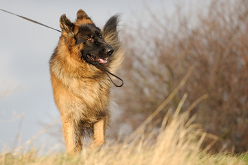 Deutscher Schäferhund 69