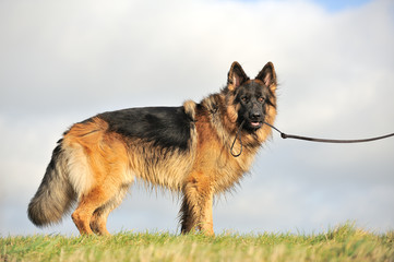 Deutscher Schäferhund 68