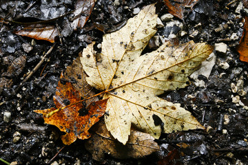 Ahornblätter im Herbst