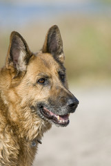 Deutscher Schäferhund 65