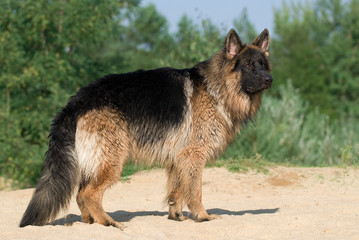 Deutscher Schäferhund 42