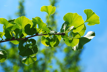 GINKGO BILOBA, PLANTA CON PROPIEDADES MEDICINALES