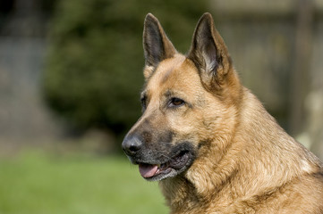 Deutscher Schäferhund 2
