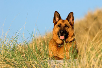 Deutscher Schäferhund 1