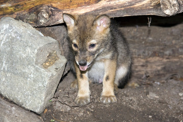 Golden jackal (Canis aureus) pup