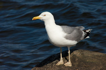 white sea gull resting on stone