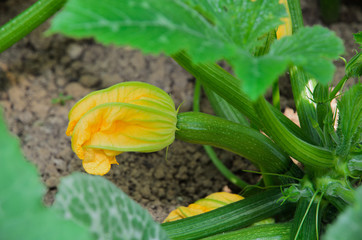 Zucchine in fiore