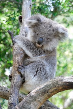 Koala 2