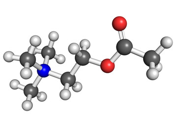 Acetylcholine molecule