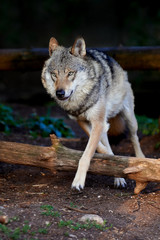 Obraz premium Grey wolf (Canis lupus)