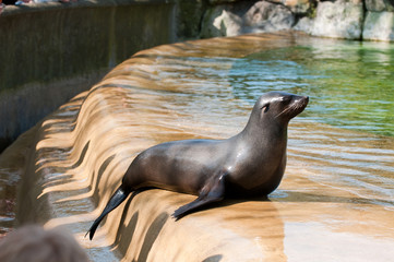 Sea cat at the Berlin Zoological Garden