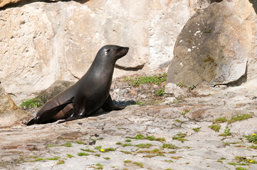 Obraz premium Sea cat at the Berlin Zoological Garden