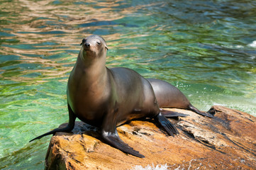 Sea cat at the Berlin Zoological Garden