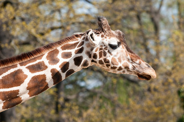 African giraffe in Berlin Zoo