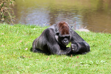 Gorilla in Berlin Zoological Garden