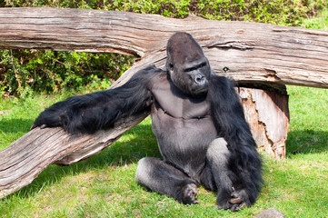 Gorilla in Berlin Zoological Garden