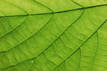 Naklejka na ściany i meble texture of a green leaf