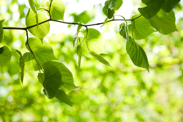 Young green leaves of linden