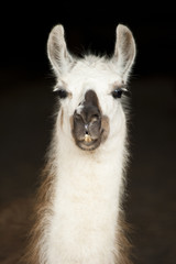 Obraz premium Lama