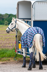 Horse and Box