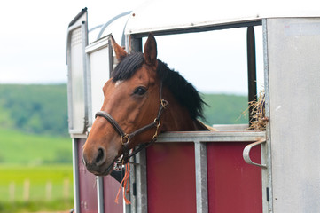 Horsebox