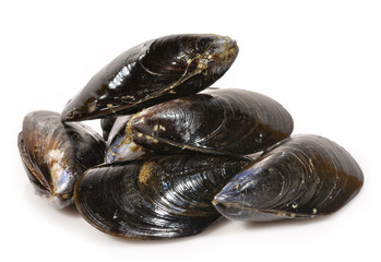 Mejillones.