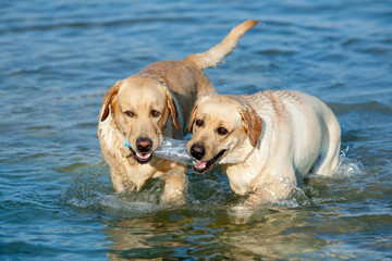 Two Labradors at sea