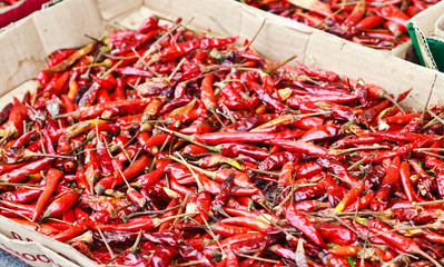 Fototapeta premium Red Hot Chili