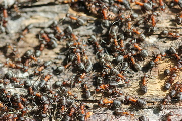 Rote Waldameisen am Bau