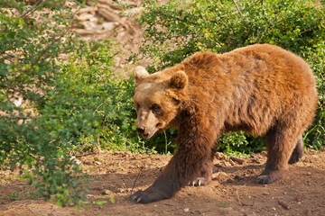Obraz na płótnie Canvas Starszych Europejski nied¼wied¼ brunatny (Ursus arctos) chodzenie