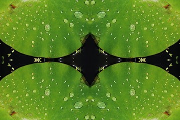 Plantas acuáticas