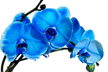 Türaufkleber Orchidee Blaue orchidee