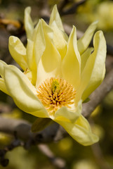 Fototapeta premium Star Magnolia