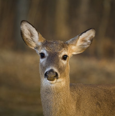 Fototapeta premium Deer mug shot