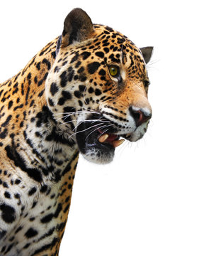 Jaguar head, wild animal isolated on white
