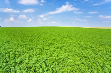 green lucerne field blue sky