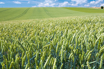 summer country wheat field - obrazy, fototapety, plakaty