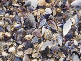Shells background