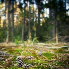 lovely forest scenery - pine tree cones lying in the mossi