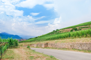 Fototapeta na wymiar Alsace Wine Route , France