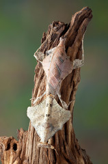 Dead leaf mantis female