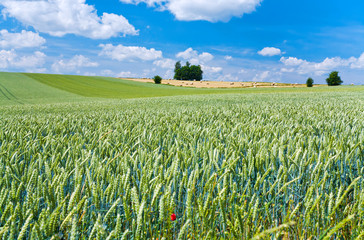 summer country landscape