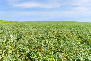 Fototapeta na wymiar green agricultural field