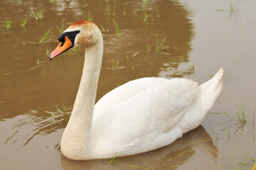 コブハクチョウ