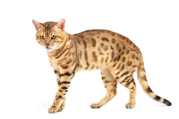 Obraz premium Cats Bengal breed