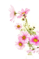 Autumn flower, Pink cosmos with copy space